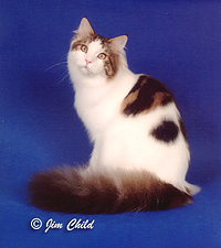 09_rallicats chip off the old block